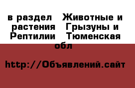  в раздел : Животные и растения » Грызуны и Рептилии . Тюменская обл.